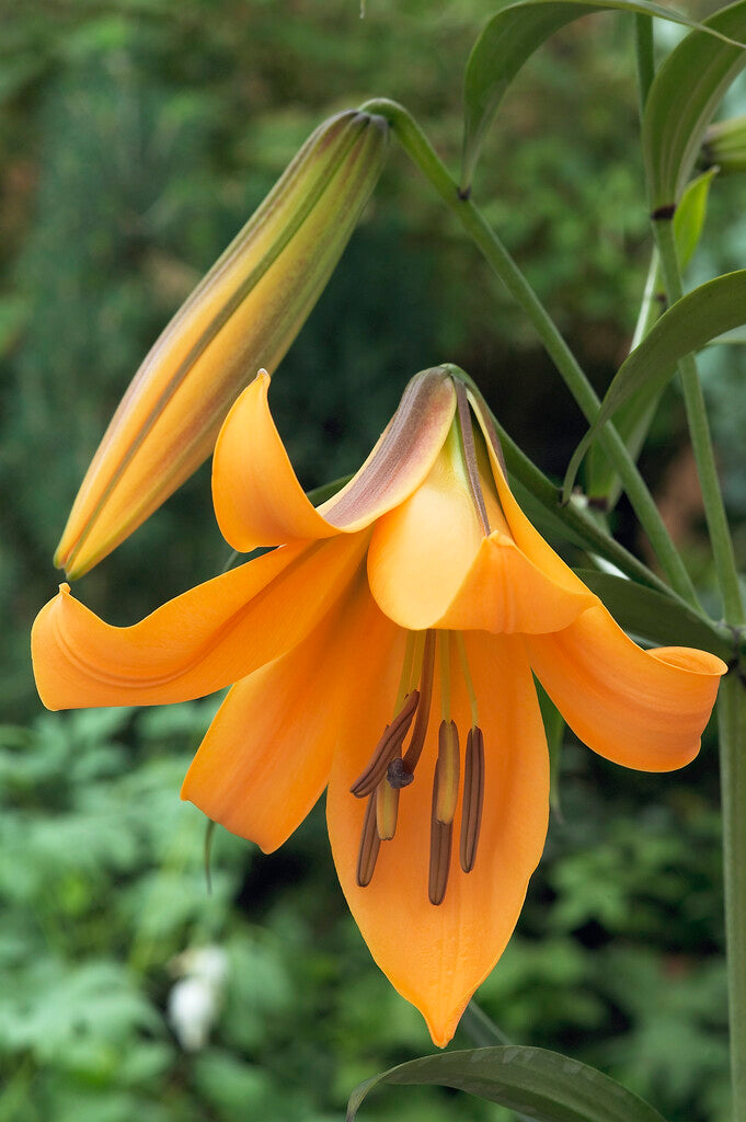 Trompetlilje-Lilium Trumpet African Queen 2-pakning